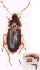 Calathus mollis